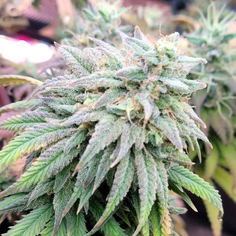 Northern Lights 1 and 2 growlog timeline photo
