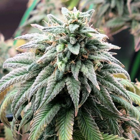 Northern Lights 1 and 2 growlog timeline photo