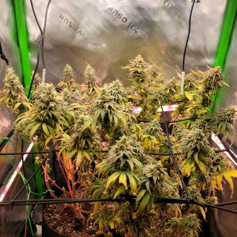 Northern Lights 1 and 2 growlog timeline photo
