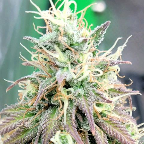 Northern Lights 1 and 2 growlog timeline photo