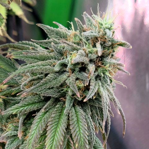 Northern Lights 1 and 2 growlog timeline photo