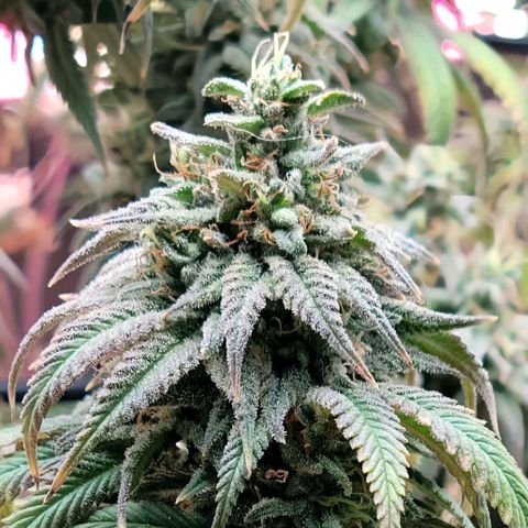 Northern Lights 1 and 2 growlog timeline photo