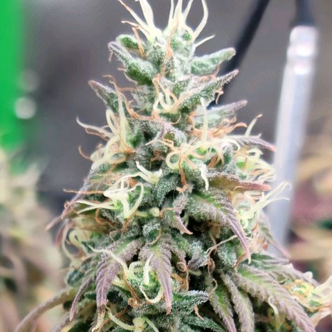 Northern Lights 1 and 2 growlog timeline photo