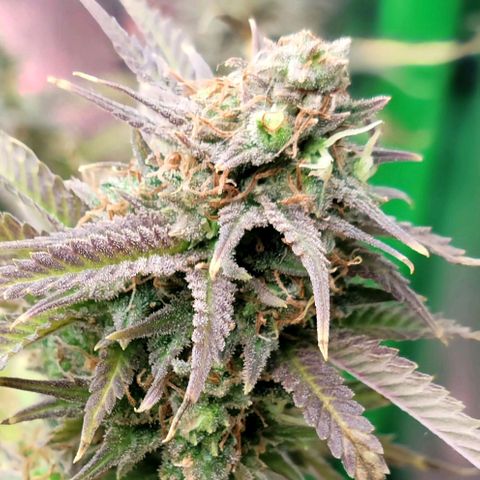 Platinum Cake growlog timeline photo