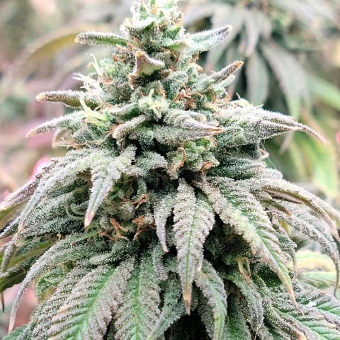 Northern Lights 1 and 2 growlog timeline photo