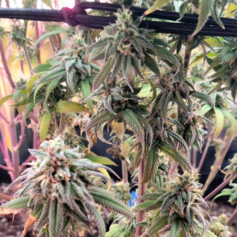 Northern Lights 1 and 2 growlog timeline photo