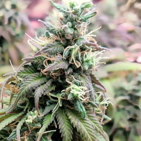 Northern Lights 1 and 2 growlog timeline photo