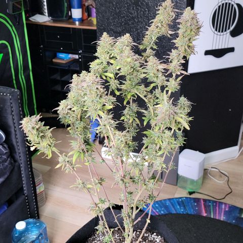 Platinum Cake growlog timeline photo