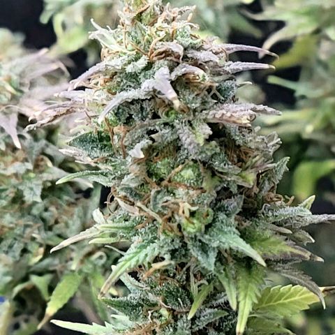 Platinum Cake growlog timeline photo