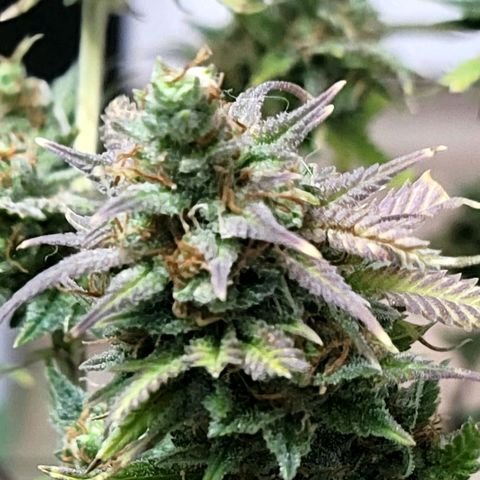 Platinum Cake growlog timeline photo