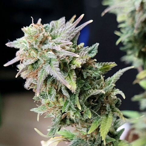 Platinum Cake growlog timeline photo