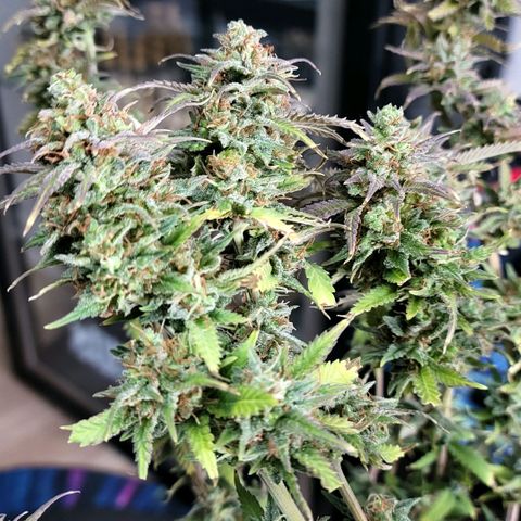 Platinum Cake growlog timeline photo