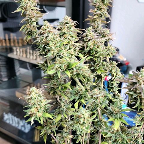 Platinum Cake growlog timeline photo