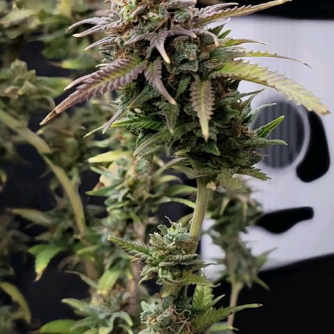 Platinum Cake growlog timeline photo