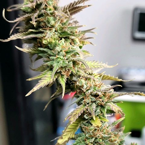 Platinum Cake growlog timeline photo