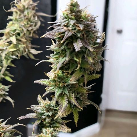 Platinum Cake growlog timeline photo