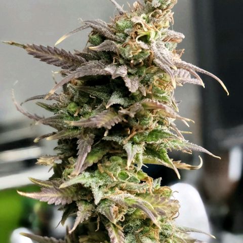 Platinum Cake growlog timeline photo