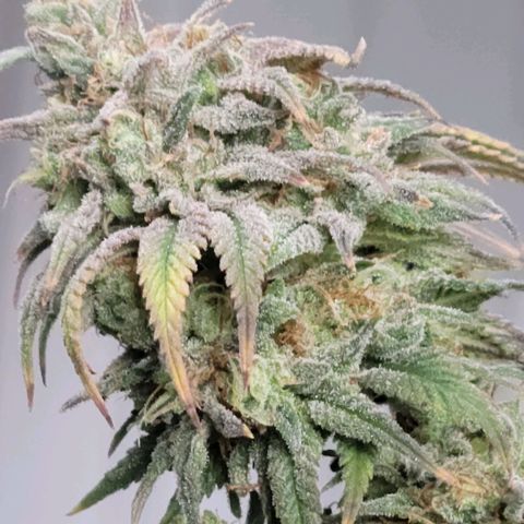 Northern Lights 1 and 2 growlog timeline photo