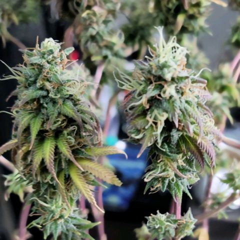 Northern Lights 1 and 2 growlog timeline photo