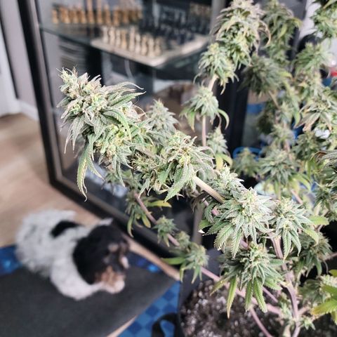 Northern Lights 1 and 2 growlog timeline photo