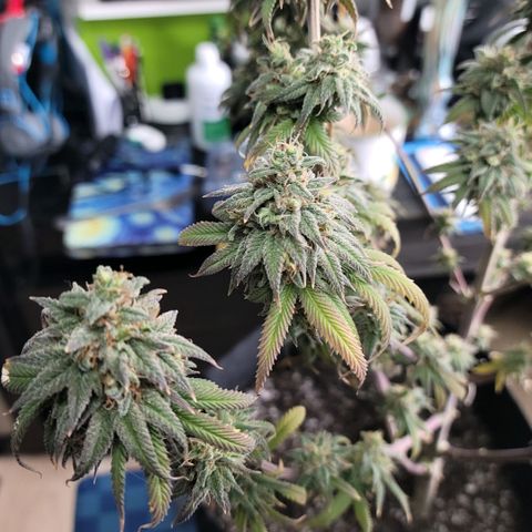 Northern Lights 1 and 2 growlog timeline photo
