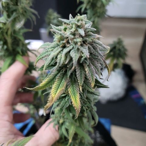 Northern Lights 1 and 2 growlog timeline photo