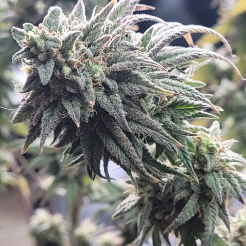 Northern Lights 1 and 2 growlog timeline photo