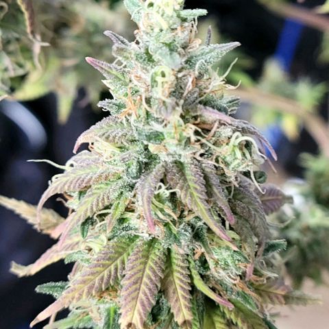Northern Lights 1 and 2 growlog timeline photo