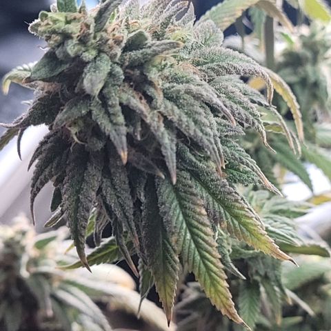 Northern Lights 1 and 2 growlog timeline photo