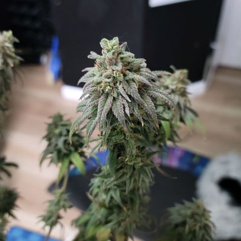 Northern Lights 1 and 2 growlog timeline photo