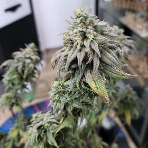 Northern Lights 1 and 2 growlog timeline photo