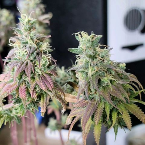 Northern Lights 1 and 2 growlog timeline photo