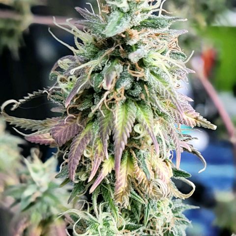 Northern Lights 1 and 2 growlog timeline photo