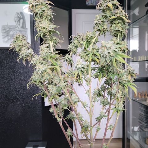 Northern Lights 1 and 2 growlog timeline photo