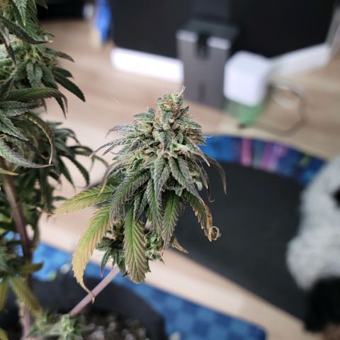 Northern Lights 1 and 2 growlog timeline photo
