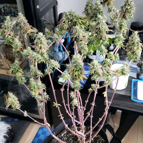 Northern Lights 1 and 2 growlog timeline photo