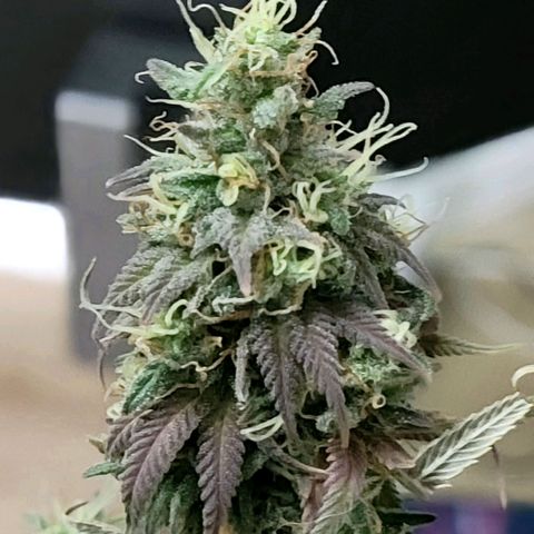 Northern Lights 1 and 2 growlog timeline photo