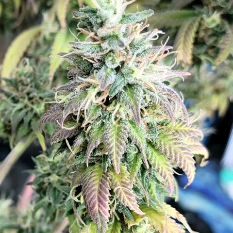 Northern Lights 1 and 2 growlog timeline photo