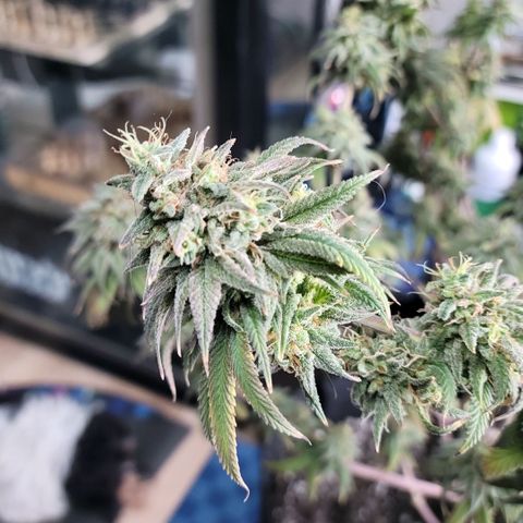 Northern Lights 1 and 2 growlog timeline photo
