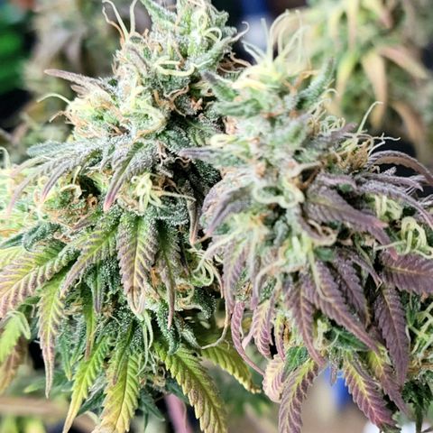Northern Lights 1 and 2 growlog timeline photo