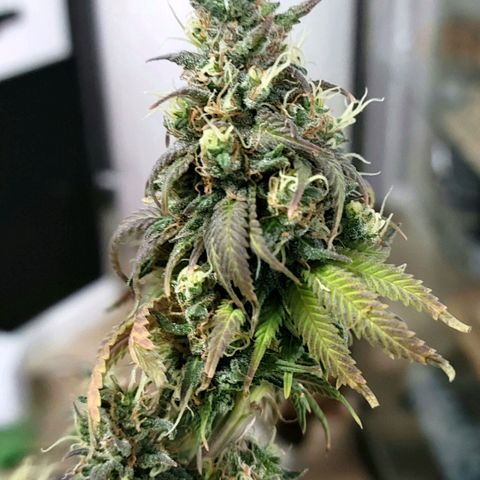 Northern Lights 1 and 2 growlog timeline photo