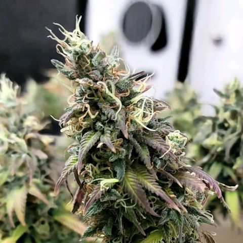 Northern Lights 1 and 2 growlog timeline photo