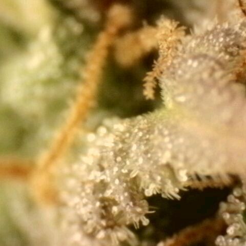 Platinum Cake growlog timeline photo