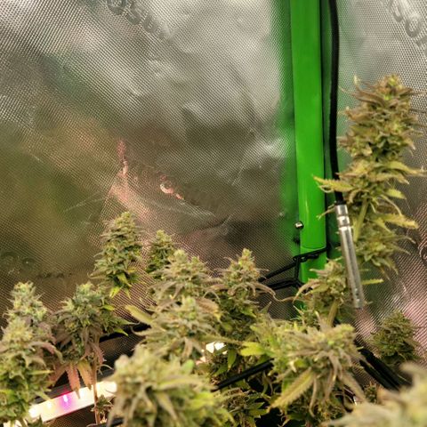 Platinum Cake growlog timeline photo