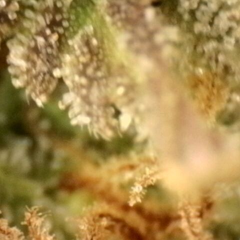 Platinum Cake growlog timeline photo