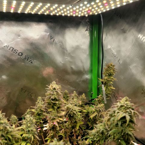 Platinum Cake growlog timeline photo
