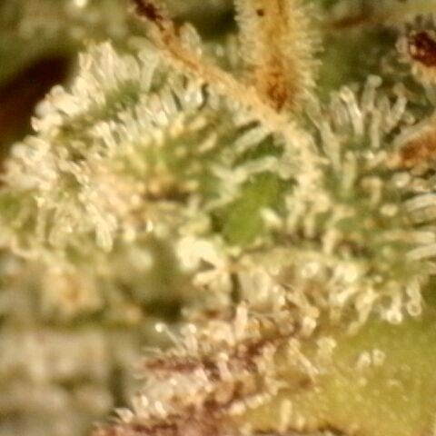 Platinum Cake growlog timeline photo