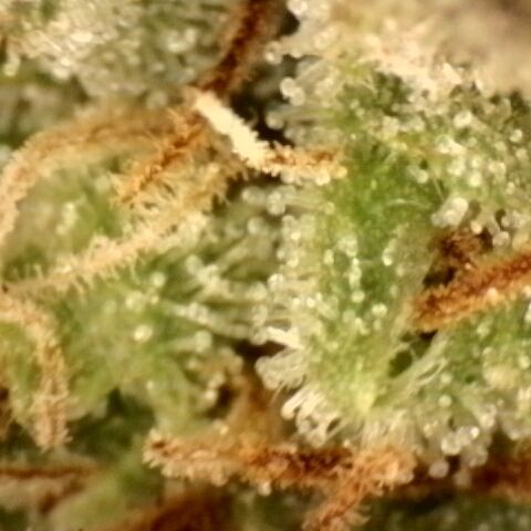 Platinum Cake growlog timeline photo