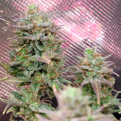 Platinum Cake growlog timeline photo