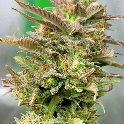 Platinum Cake growlog timeline photo